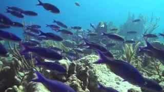 Scuba Divining in Turks and Caicos