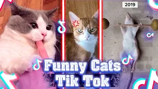 BEST DANK CAT MEMES COMPILATION OF 2021 PART 1 (From Tik Tok) Funniest Cats 😹 - Cats 2021