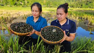 Harvest Snails In The  Nature With Ly Phuc An - Prepare 3 Dishes From Snails - Lý Thị Ca