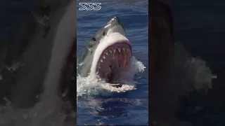 Great White Shark lunges out of water #shorts #sharks #greatwhiteshark #shark