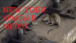 Нью Йорк на КАРАНТИНЕ | Крысы в метро