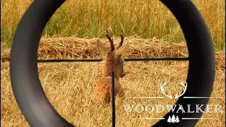 After the roebuck rut = before the stag rut | Hunting moments on old buck | hunting film Woodwalker