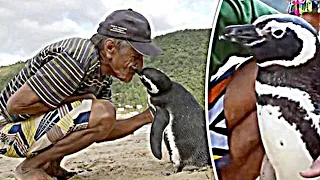 Isang Penguin, Binibisita Taon taon ang Lalaking nagligtas sa kanyang Buhay