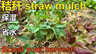 土壤保湿与省水 Mulching: The #1 Secret To Retain Soil Moisture & Grow More Vegetables