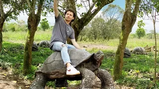 The paradise of the GIGANTIC TURTLES : Galapagos Islands 🐢