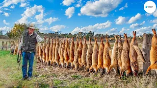 ¡Aterrador! Cómo Los Granjeros Australianos Tratan Con 1,3 Millones De Perros Dingos | Agricultura