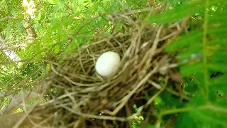 en cuentro tortola de monte echada con un sólo huevos