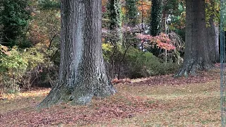 Fox's Sneak Attack - Catching Squirrel