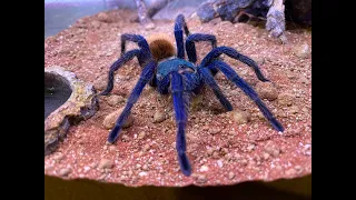 Rehousing our Chromatopelma cyaneopusbescens, the GBB and care tips