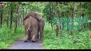 Two #Tusker# #Elephants# Fight & Play.