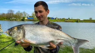 ЛУЧШАЯ СНАСТЬ НА ТОЛСТОЛОБА. РЫБАЛКА НА КРАСИВЕЙШЕМ ВОДОЕМЕ. ВОТ ЭТО НАПОРОЛИ ЛОБАТОГО ВЕСНОЙ 2022