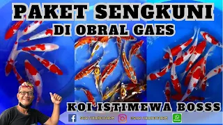 OBRAL PAKET KOI KUALITS SUPER BOSKU | SARTIKA KOI FARM BLITAR