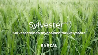 Sylvester BOR - Korkeasatoinen monitahoinen tärkkelysohra - Boreal Kasvinjalostus