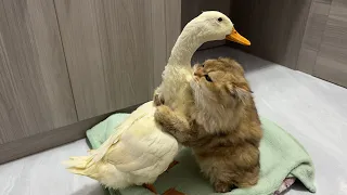 So funny and cute😂!The duck went all out to find the kitten and let the cat hold him close to sleep