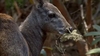 BBC Natural World :Himalayas-Musk deer