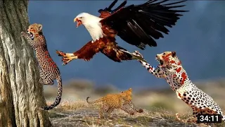 Eagles catch cheetah cubs- mother cheetah save failed & vs eagle to revenge