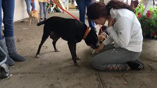 BRANDI - Mountain Cur/Labrador Retriever Mix