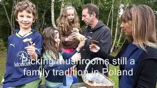 Wild Mushrooms Poland - Polish fungi hand picked and dried