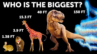 Animal Size Comparison (Whales Aren't Biggest!)