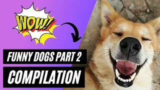 You will get STOMACH ACHE FROM LAUGHING SO HARD 🤣🐶 Best Funny Dogs Videos 2021 Compilation Part 2