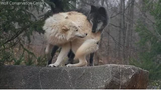 Playtime for Ambassador Wolves Zephyr and Nikai