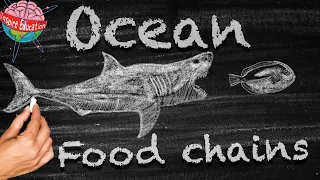 Ocean Food Chains