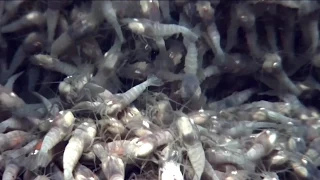 Extreme Shrimp May Hold Clues to Alien Life