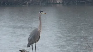 Great Blue Heron in the cold February rain.