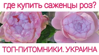 Где в Украине купить качественные саженцы роз?🌹Кому доверять? Мой ТОП-6 украинских питомников!