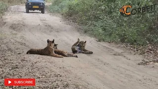 Resting time | Tiger Cubs | Tiger Sighting | Corbett National Park, India