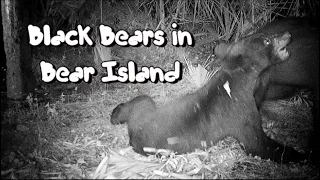 Black Bears in Bear Island, Big Cypress Swamp