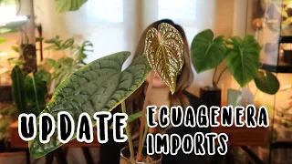 UPDATE ON IMPORTING RARE PLANTS FROM ECUAGENERA