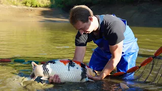 Buying BIG Koi Fish in Japan (It’s not Easy!)