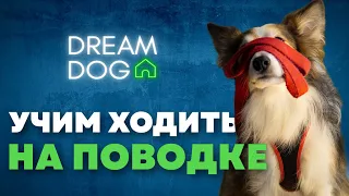 Команды на поводке 🐶 Как научить собаку не тянуть поводок 🐕 Отучить щенка тащить за собой на улице 🐩