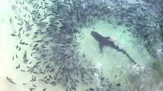 Galapagos Sharks Feeding Off of Ascension Island || ViralHog