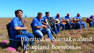 Kaapland Boereorkes - Blomtyd in Namakwaland