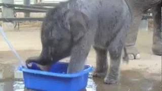 Baby Elephant Bath Time! - ElephantNews