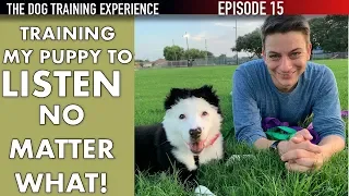 How I’m Training My Puppy To Listen No Matter What!
