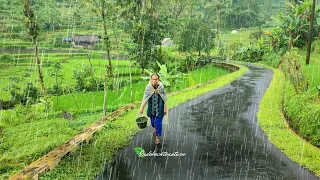 Walk in After Heavy Rain and Thunder in Rural Life | ASMR, Natural Rain Sounds For Sound Sleep
