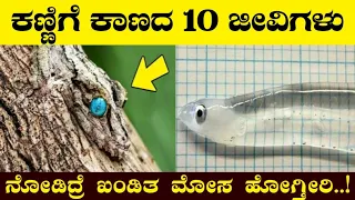 🔥Top 10 Camouflage Animals in Kannada | Interesting Facts in Kannada | #VismayaVani | Ep-12