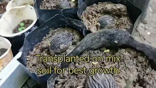 THE FAST & EASY WAY TO GERMINATE FOXTAIL PALM SEEDS (100% Germination) Watch till the end..