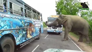 A severe elephant attack on a bus  People fall down in fear     15