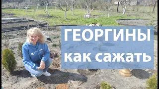 Как сажать георгины