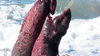Elephant Seal Fight Robot Spy fighting with Blood Elephant Seals Fight African Animals