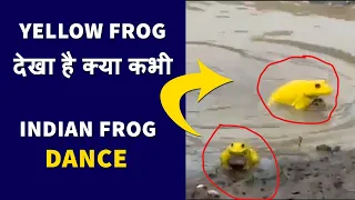 Yellow Frog देखा है क्या कभी?? Viral video....In india | Amazing indian Frog Sound