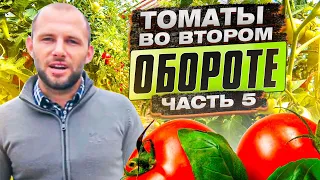 Томаты во втором обороте. КОРНЕВЫЕ И ВНЕКОРНЕВЫХ подкормки томатов на всех этапах вегетации Часть 5