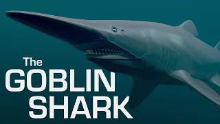 The Mysterious Goblin Shark