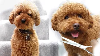 How I groom my dog at home in 🔒⬇️ CORO MADNESS| I'm never paying for another groom again!🤣