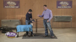 How to Put Rope Halters on Show Sheep