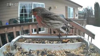 A Wary House Finch Gets Spooked By A Collared Dove